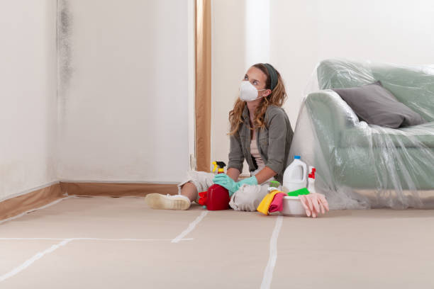 Trusted Black Mold Removal service in Mahwah, NJ - Cheap Mold Removal